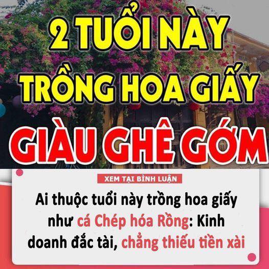 Ai thuộc tuổi này trồng hoa giấy như cá Chép hóa Rồng: Kinh doanh đắc tài, chẳng thiếu tiền xài