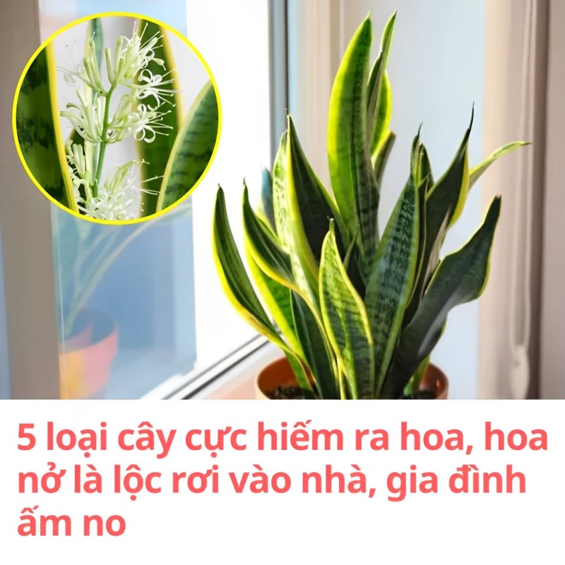 5 loại cây cực hiếm ra hoa, hoa nở là lộc rơi vào nhà, gia đình ấm no